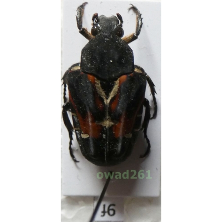 Taeniodera tricolor Mohnike, 1873 Philippines9f